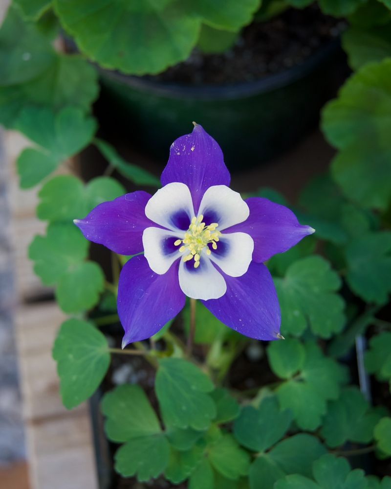 Columbine Shows Unique Spurred Petals In Spring