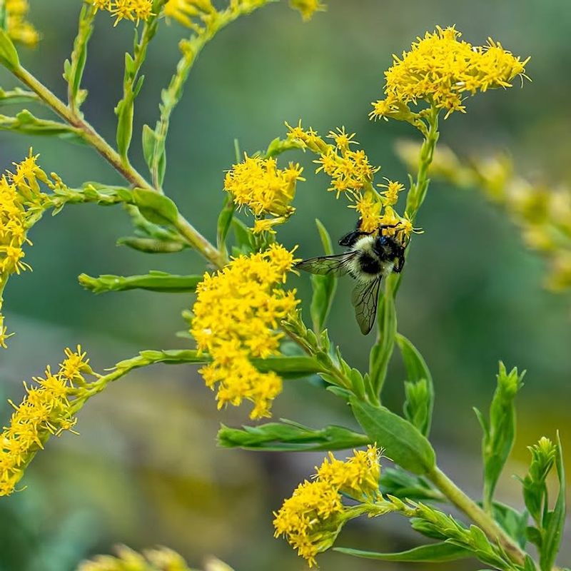 Goldenrod (Solidago Canadensis)