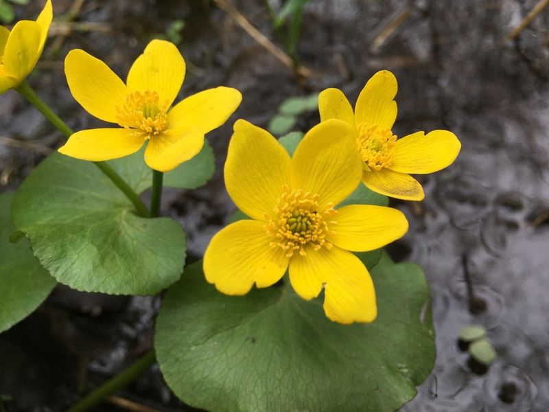 Marsh Marigold (Caltha Palustris)