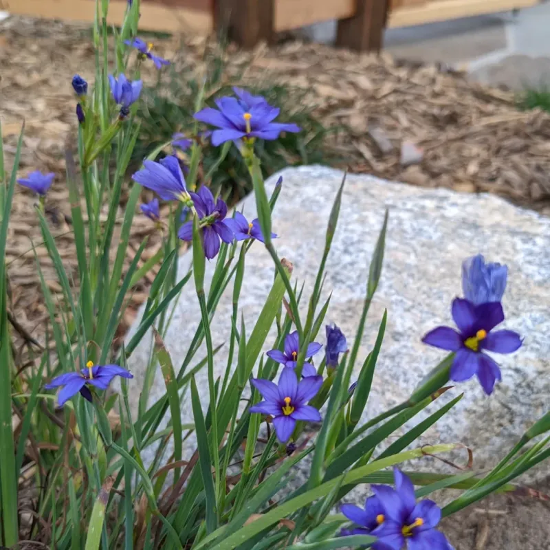 Blue Eyed Grass With Small Star Shaped Flowers