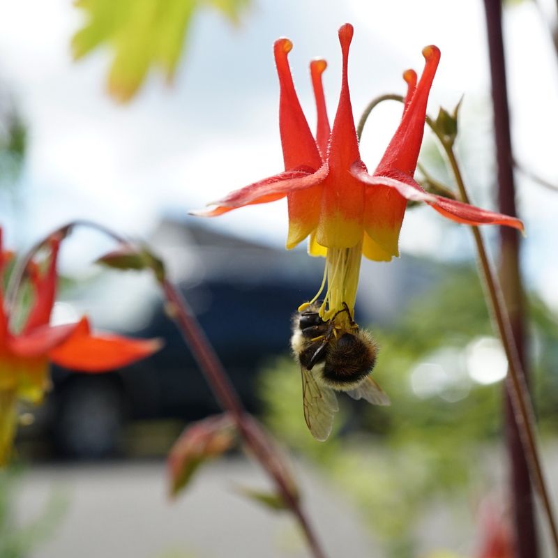 Western Columbine