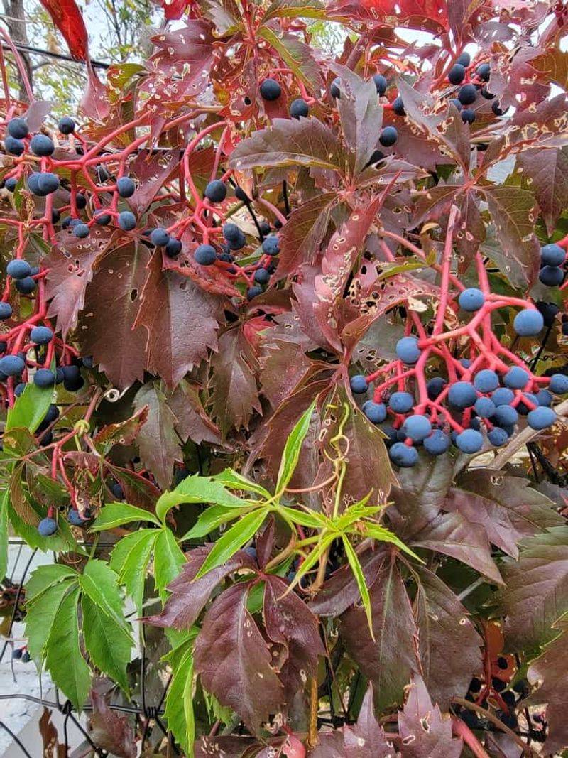 Virginia Creeper (Parthenocissus Quinquefolia)