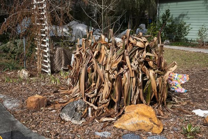 Soft Tropicals Often Struggle To Return After Hard Freeze