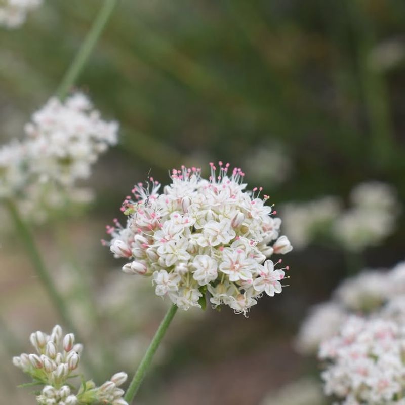 California Buckwheat