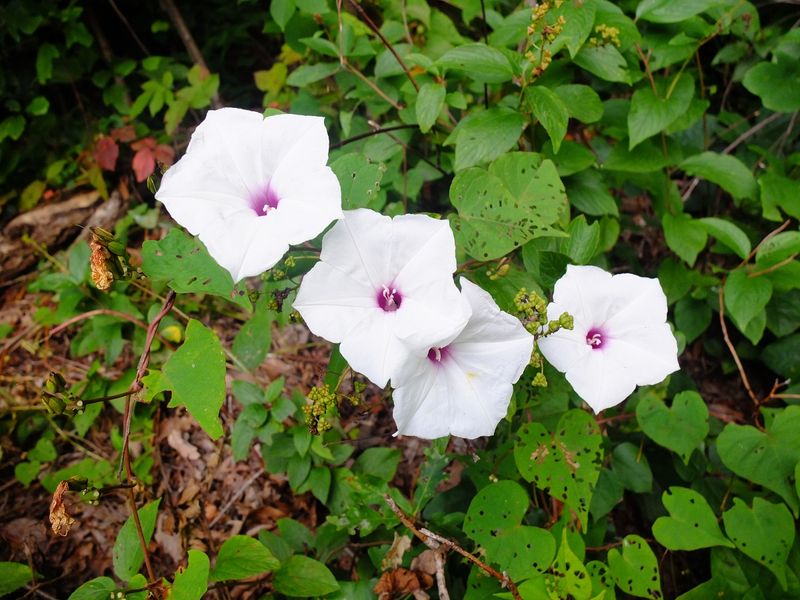 Wild Potato Vine Produces Large White Morning Glory Flowers