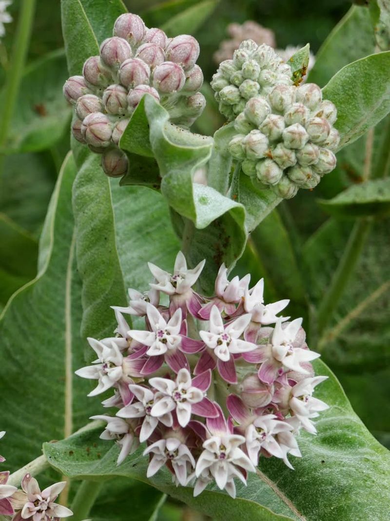 Showy Milkweed Stealing Attention With Bold Blooms
