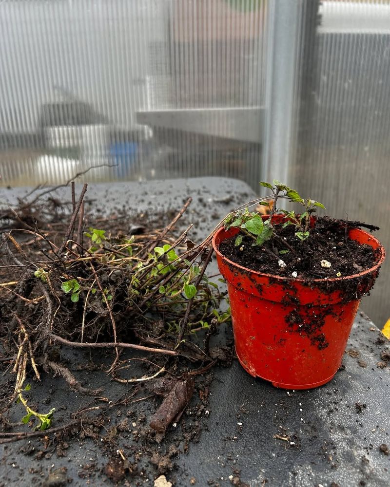 Finish Dividing Before Temperatures Start Rising Quickly