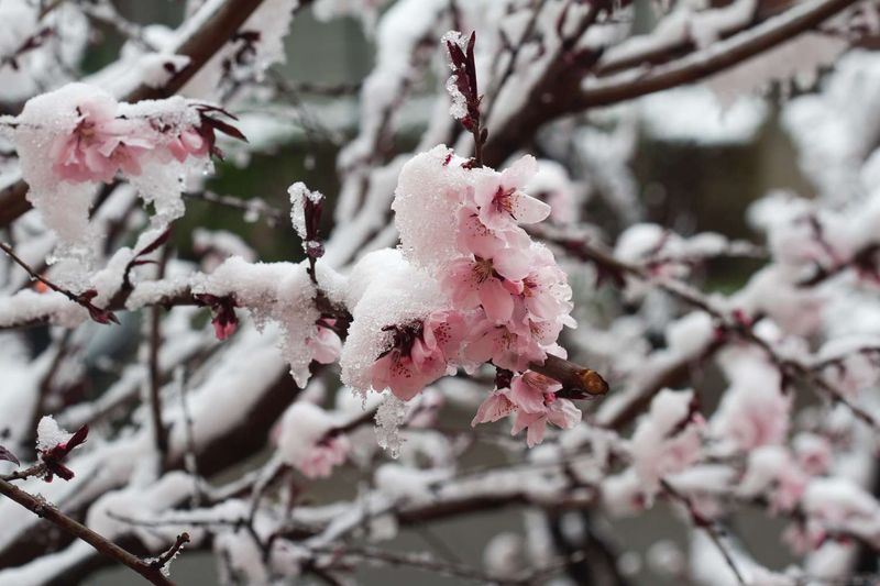 Skipping The Last Frost Date Check