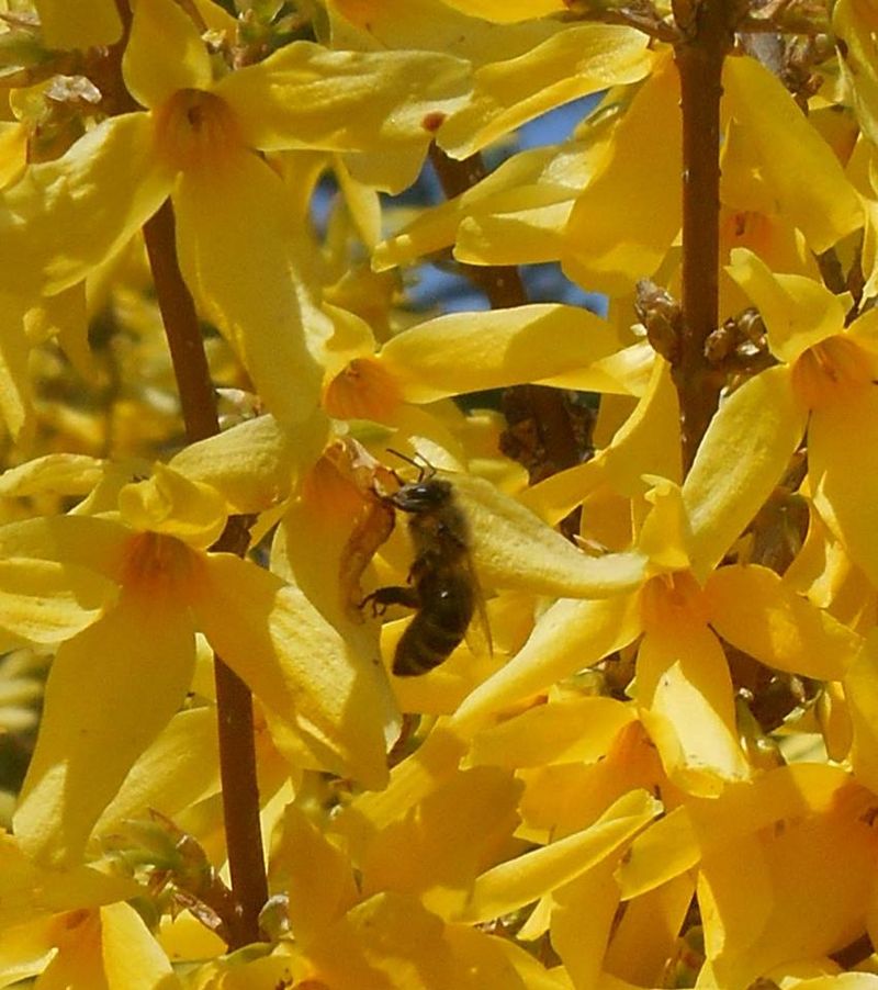 Early Flowers Support Bees Emerging From Winter