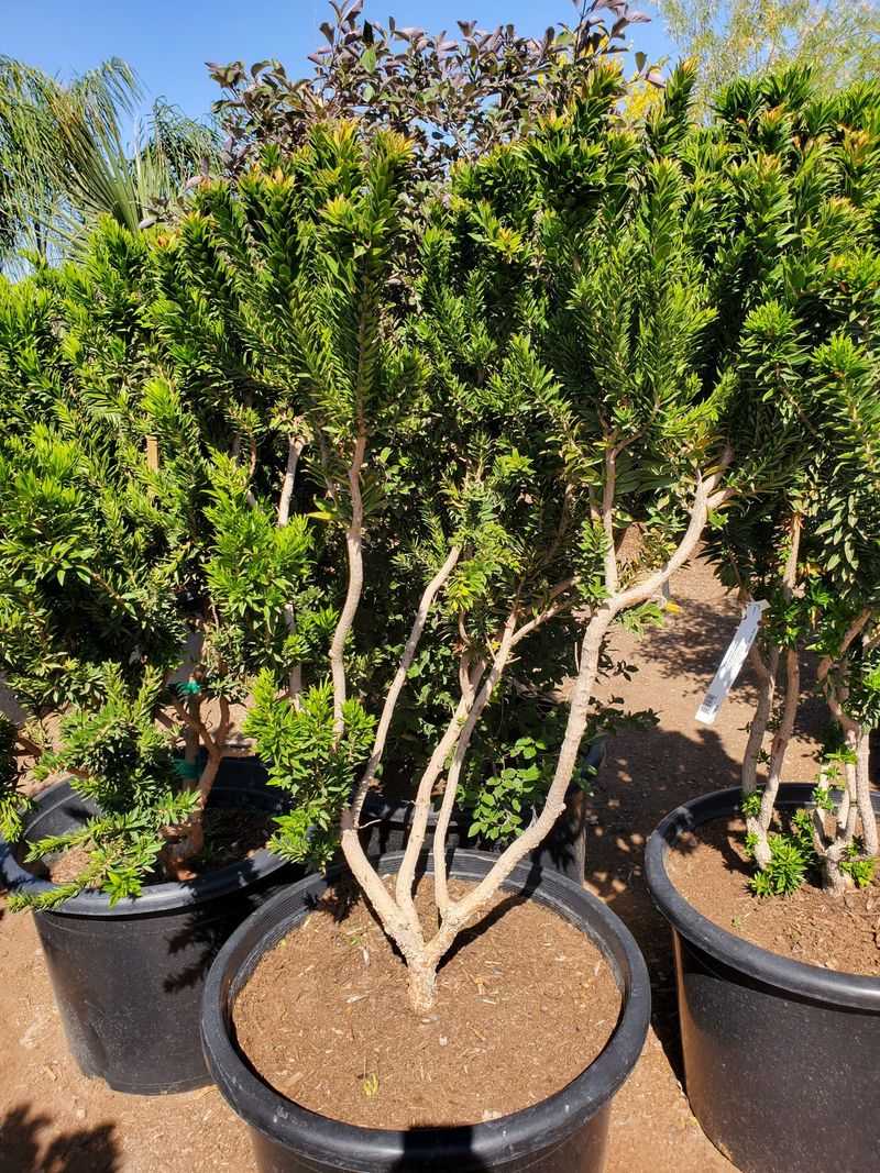 Light Pruning Helps Maintain Its Distinctive Twisted Form