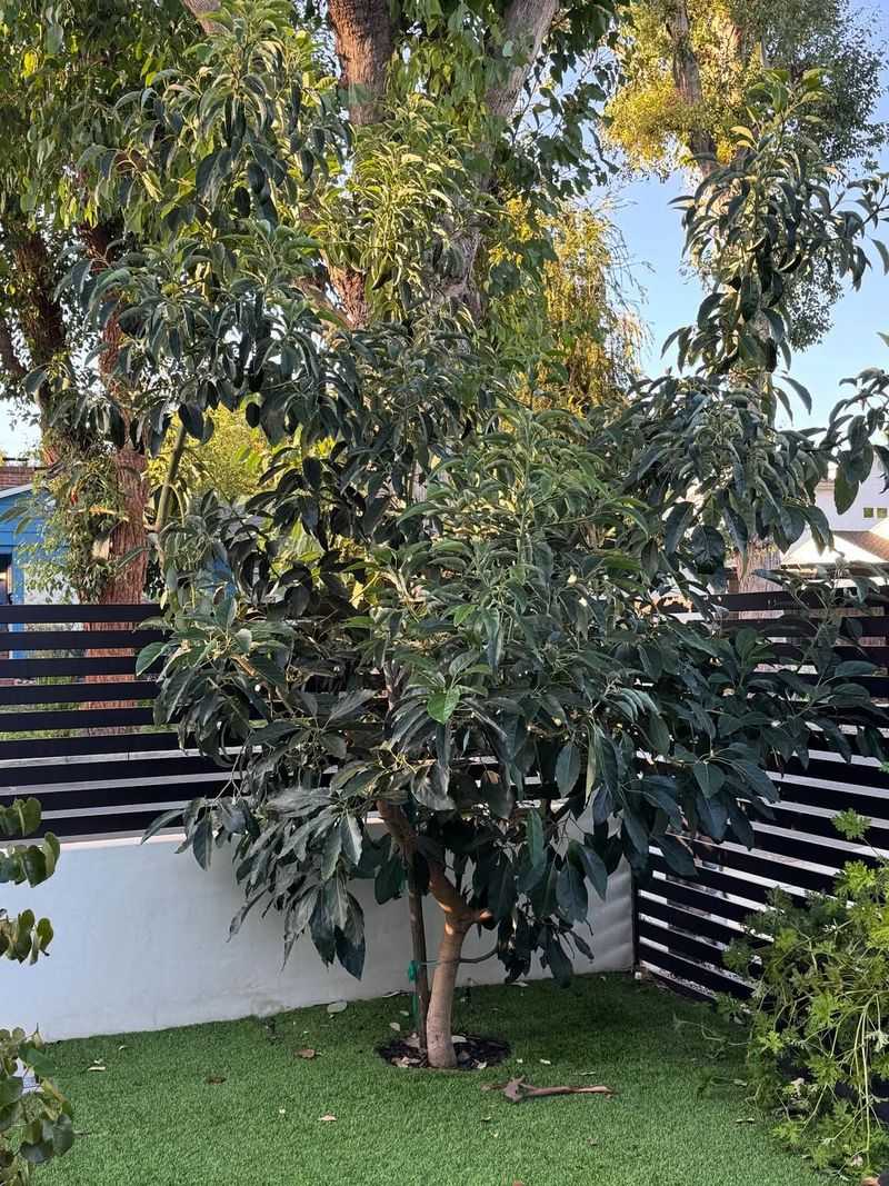 Crowded Trees And Tight Spaces