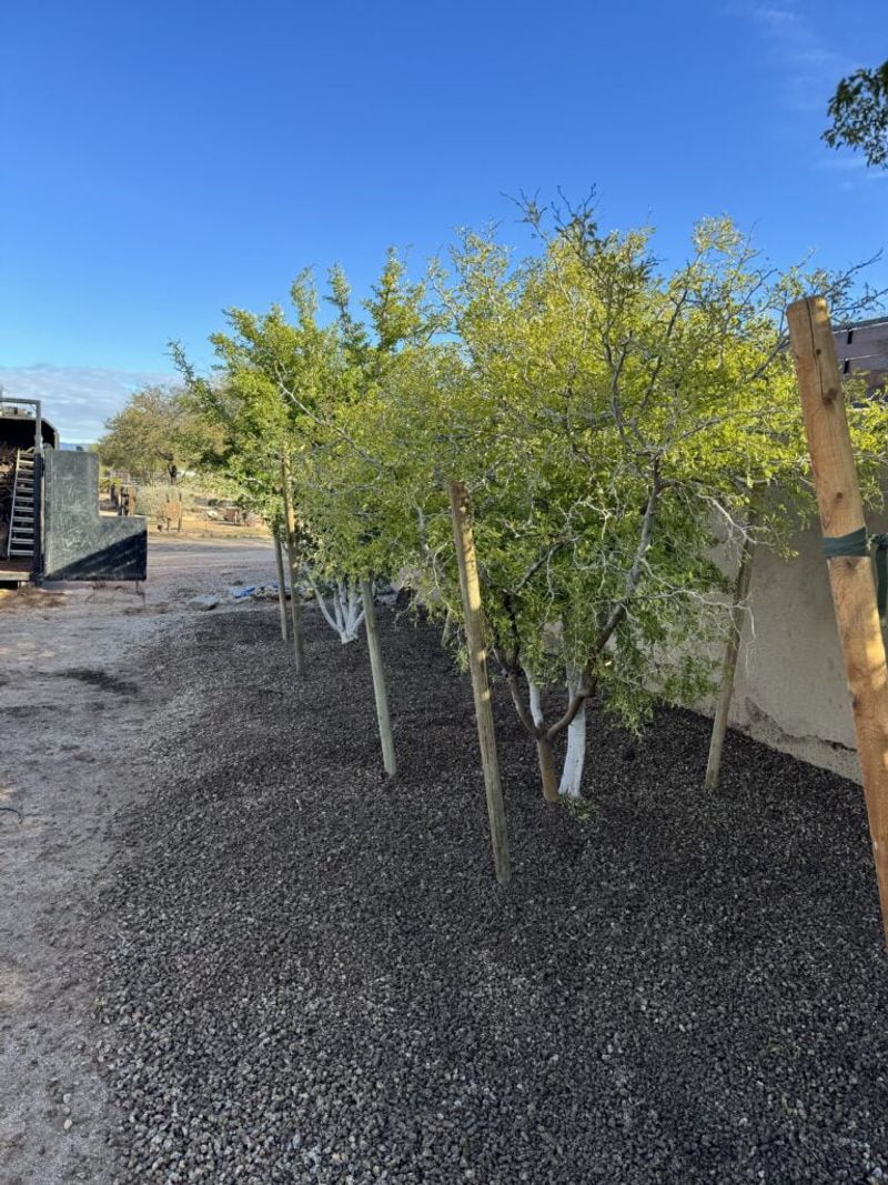 Summer Fertilizing Pushes Weak, Heat-Sensitive Growth