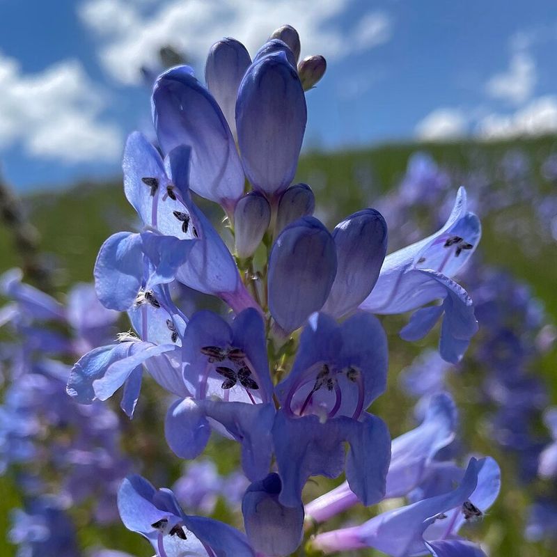 Rocky Mountain Penstemon Brings Bright Blue Flower Spikes