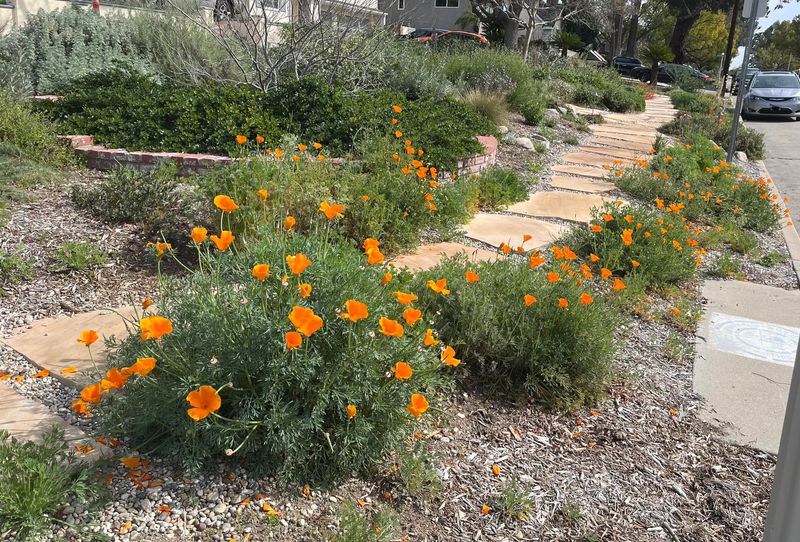 Native Plants Lead The Way