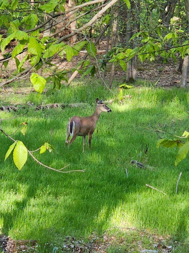 Consistency Matters When Managing Deer Pressure