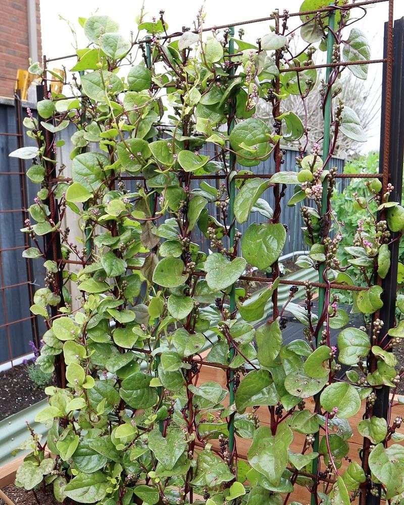 Malabar Spinach Keeps Producing In Heat