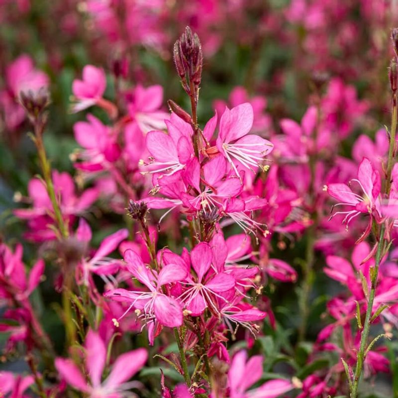 Gaura