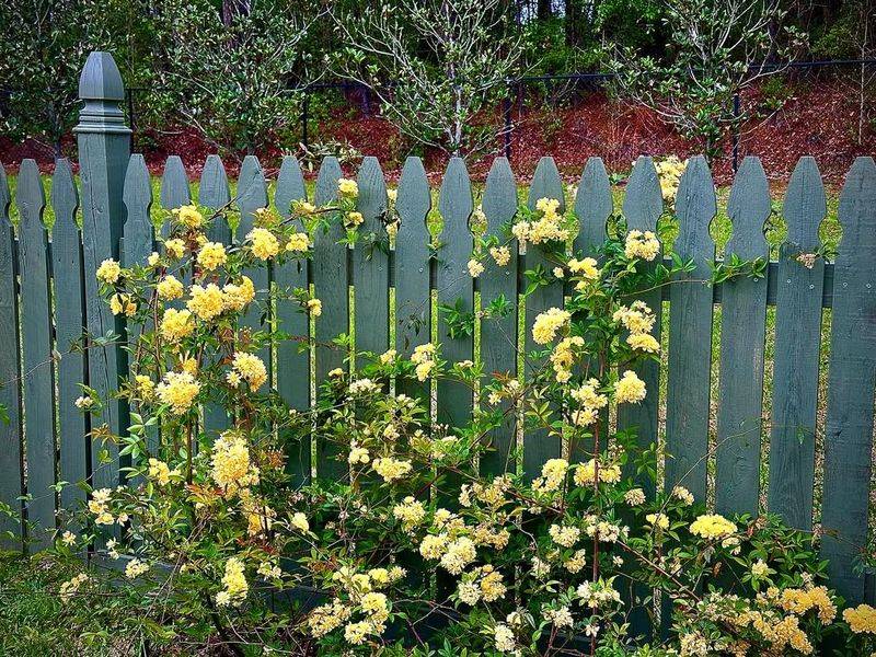 Climbing Rose (Rosa)