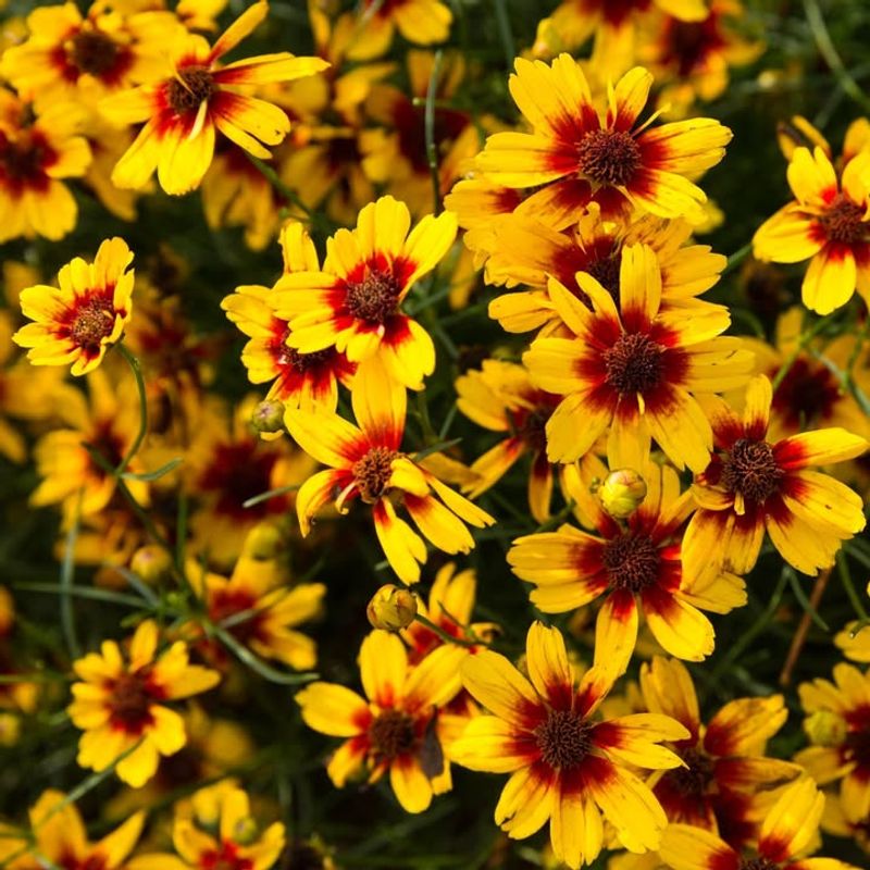 Coreopsis Forms Strong Roots In Mild Soil
