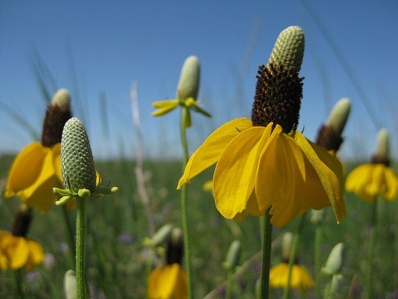 Prairie Coneflower Adds Tall Yellow Summer Blooms