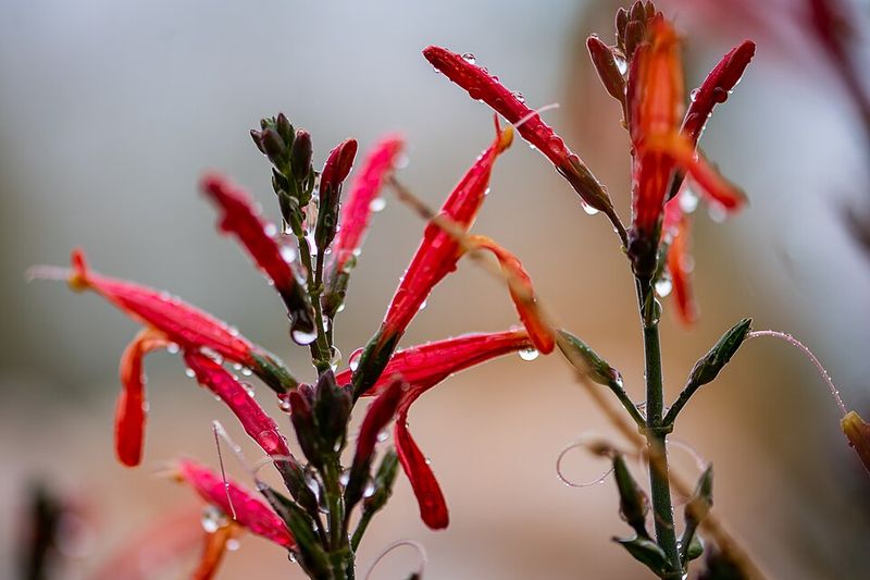 California Fuchsia Brings Red Flowers And Hummingbirds