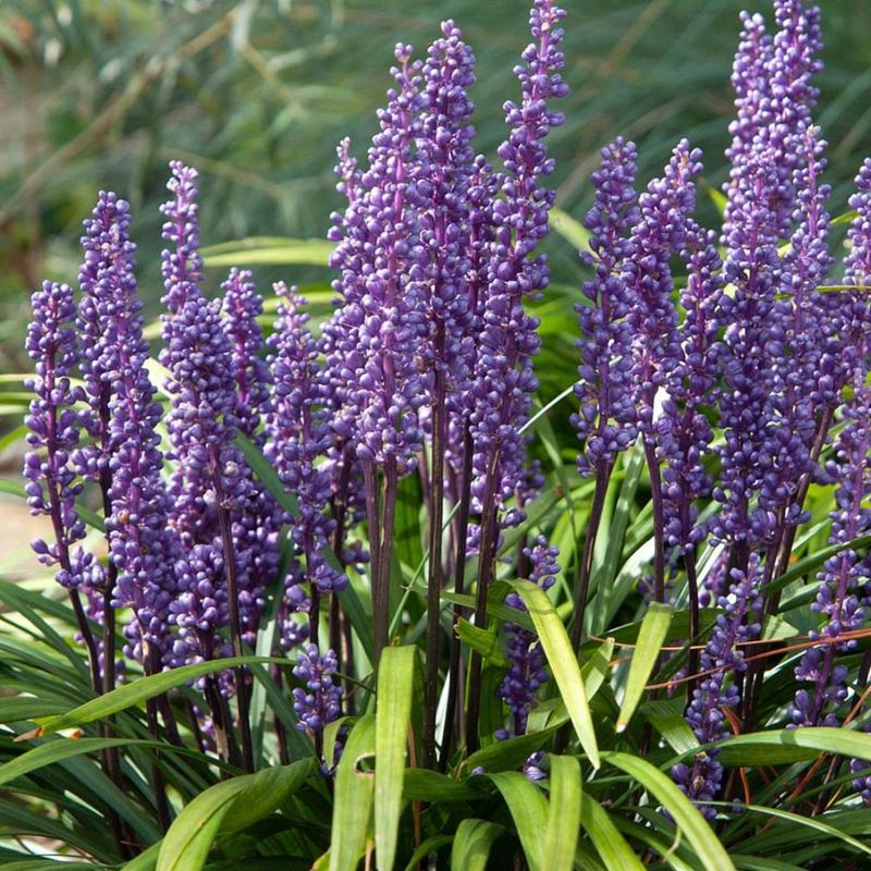 Liriope Fills In Spaces With Almost No Maintenance Needed