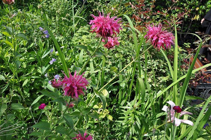 Bee Balm Supports Pollinators With Bold Color