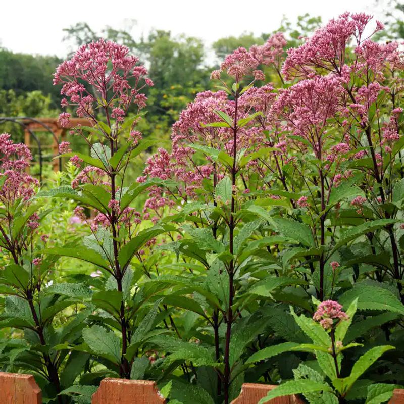 Joe Pye Weed Adds Height Without Acting High Maintenance