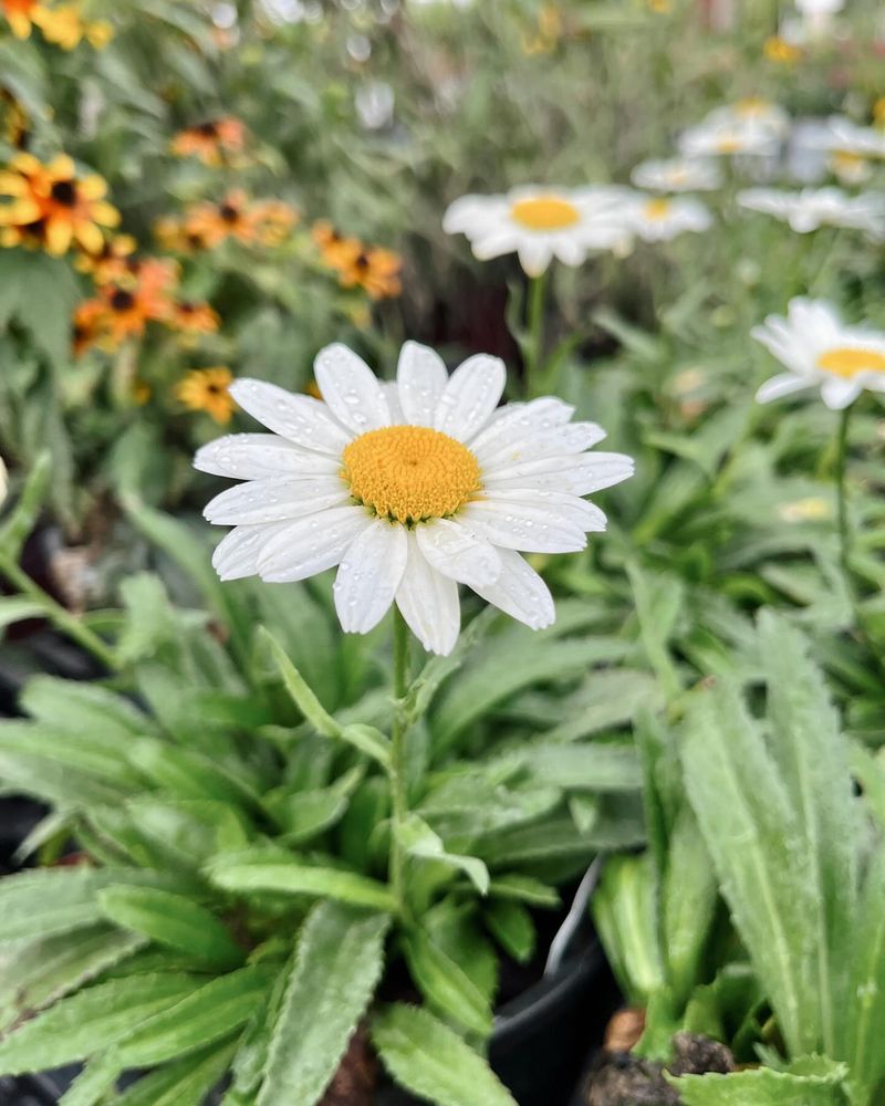 Shasta Daisy Produces Classic White Blooms Each Summer