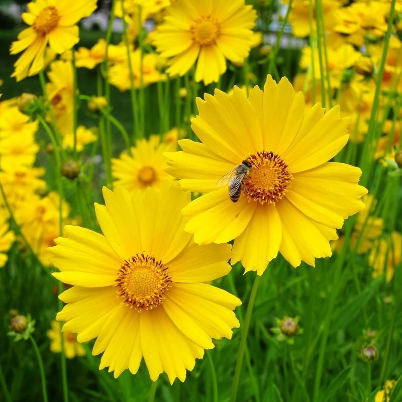 Coreopsis Performs Well In Well Drained Sand