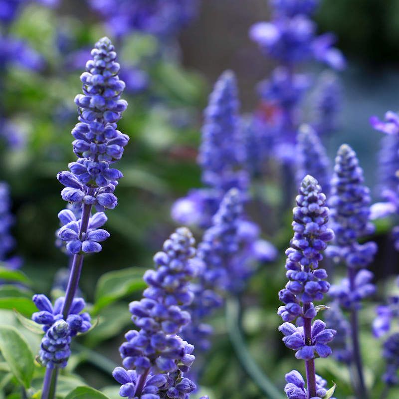Blue Sage Attracting Pollinators All Season