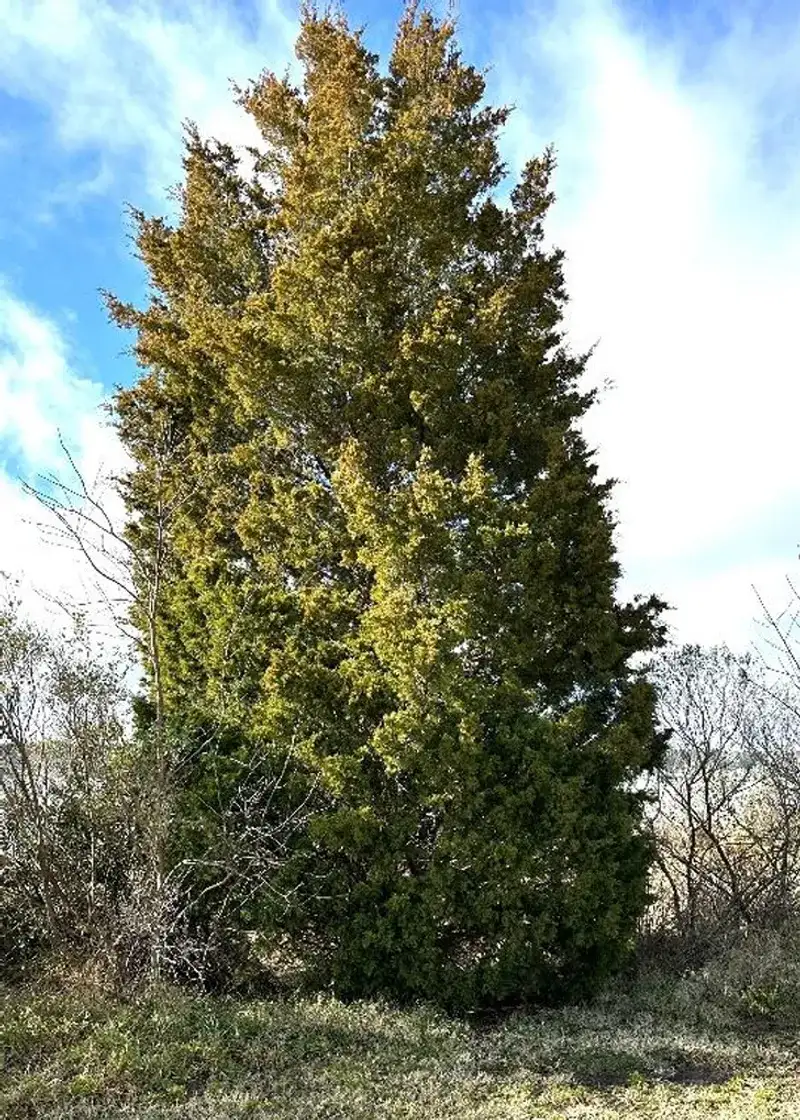 Red Cedar Stays Tough In Heat And Drought