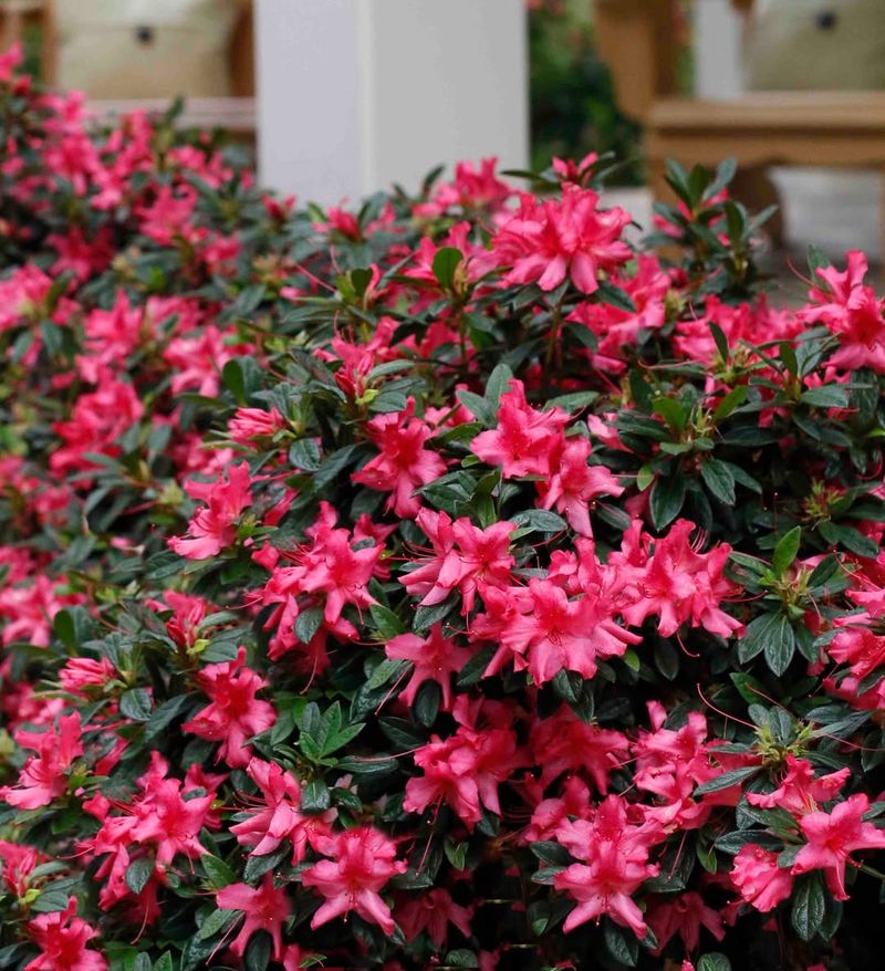 Encore Azalea Reblooming Color Without Constant Pruning