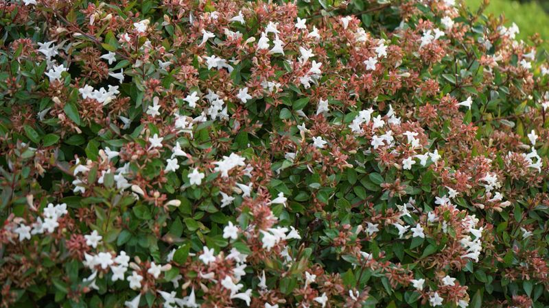 Dwarf Abelia (Abelia Grandiflora)