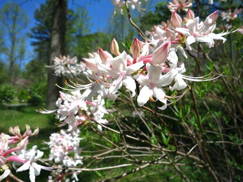 Wild Azalea (Rhododendron Canescens)