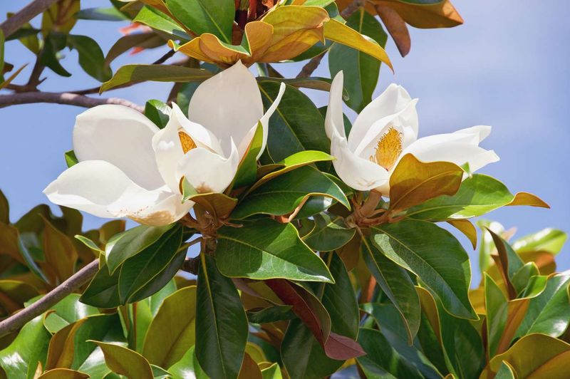 Southern Magnolia Delivers Glossy Leaves And Classic Impact