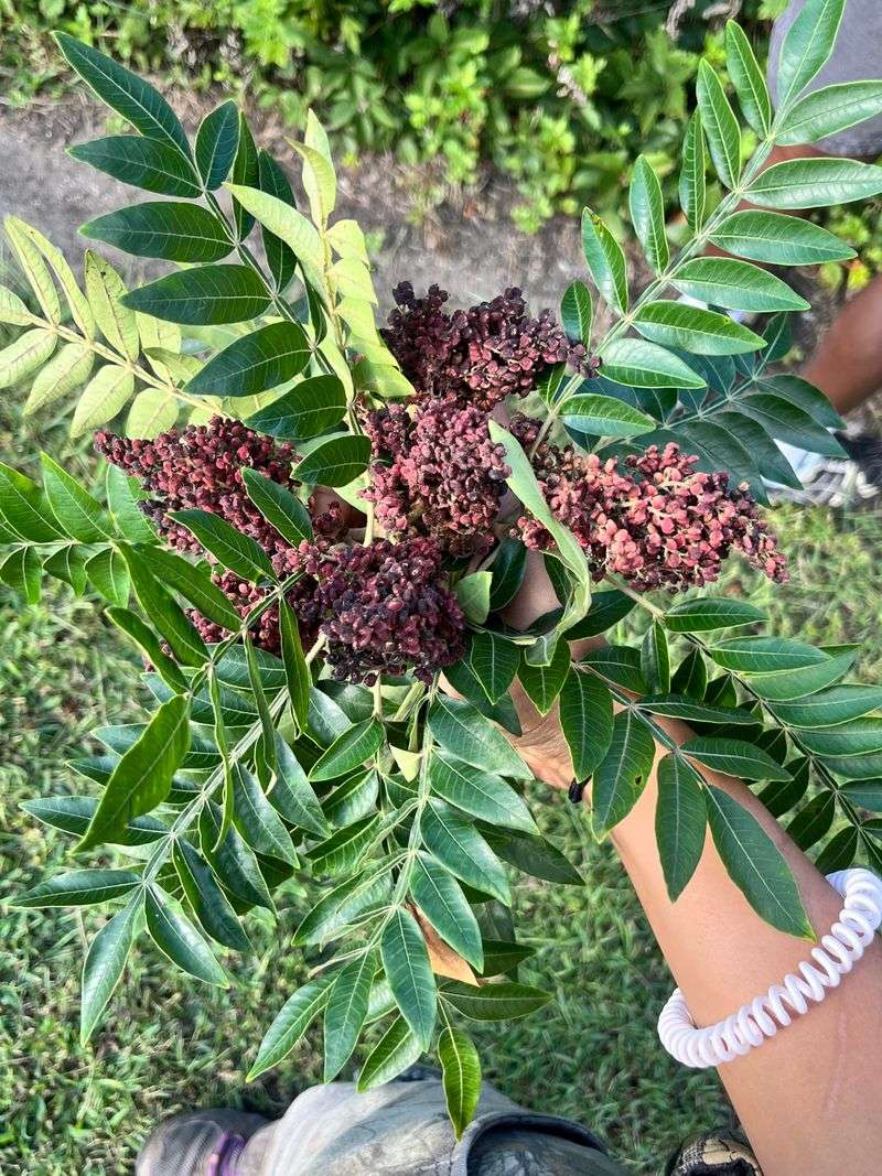 Winged Sumac Adding Color To Your Garden