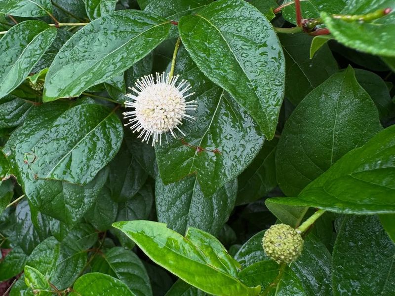 Buttonbush Can Be Cut Back In Late Winter Or Early Spring