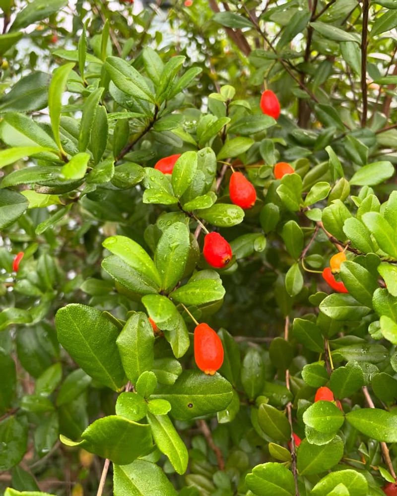Simpson’s Stopper With Dense Tropical Growth