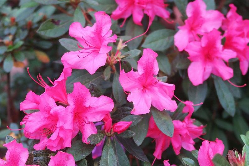 Azalea Thriving In Vibrant Shades