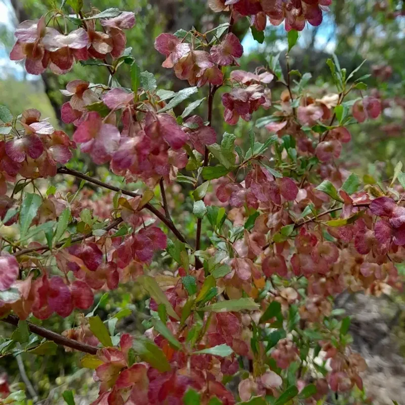 Hop Bush Grows Fuller When Pruned Before New Shoots