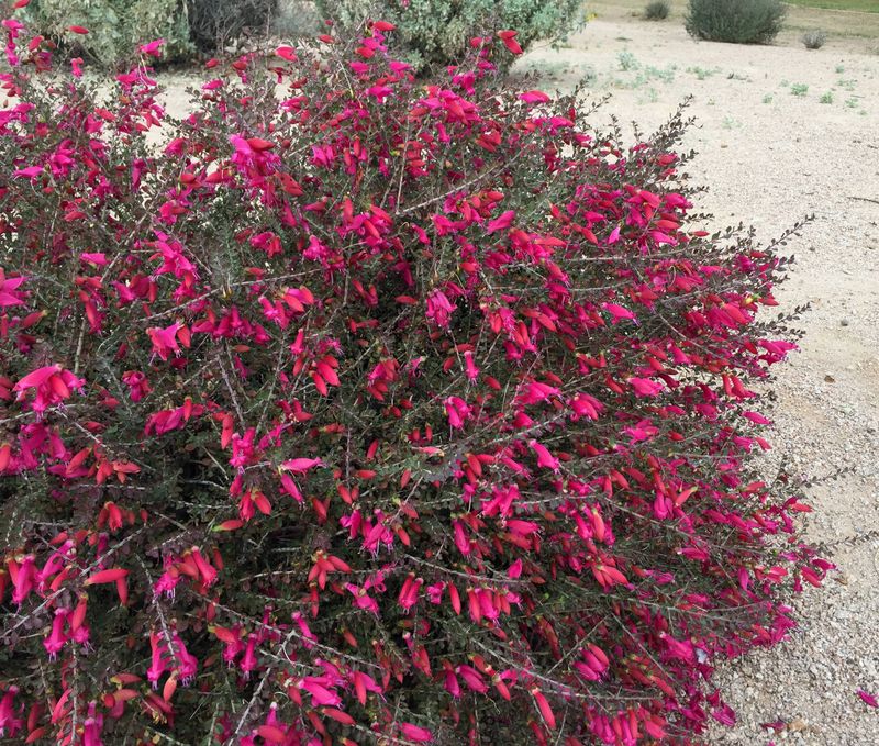 Valentine Bush Stands Out With Early Season Color