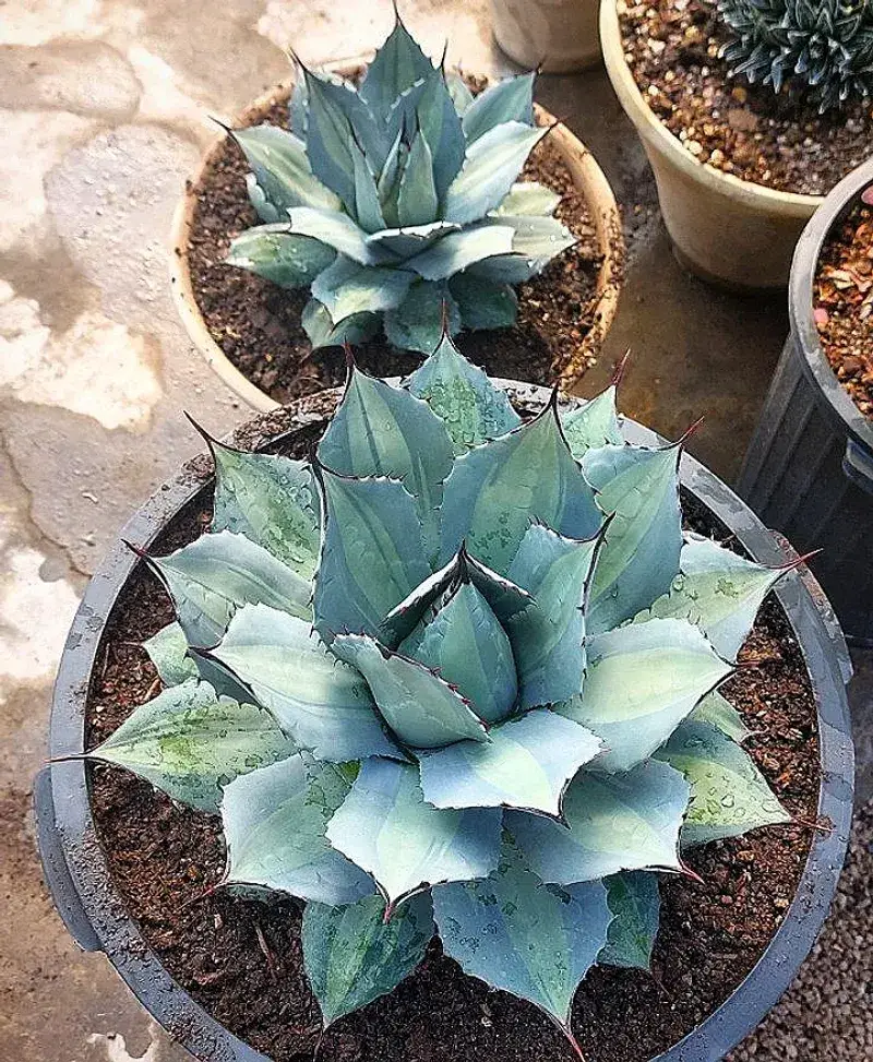 Parry's Agave Shows Off Thick Blue Gray Leaves
