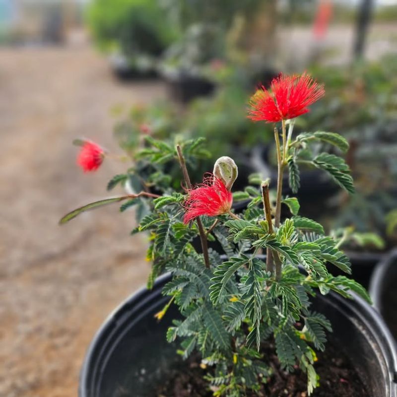 Baja Fairy Duster Keeps A Compact Shape With Light Trimming