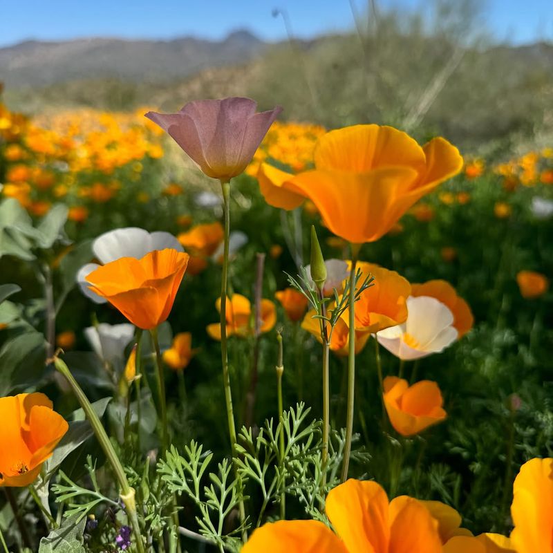 Mexican Poppies Open Bright Orange Flowers In Warm Weather