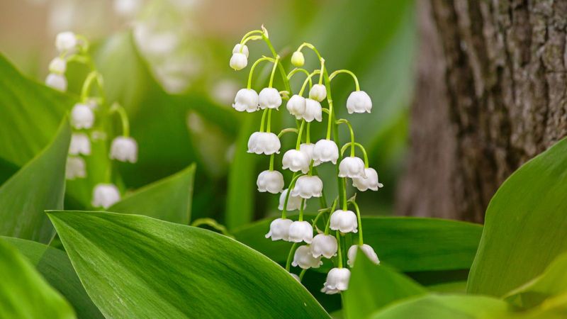 Lily Of The Valley Comes With Too Much Baggage