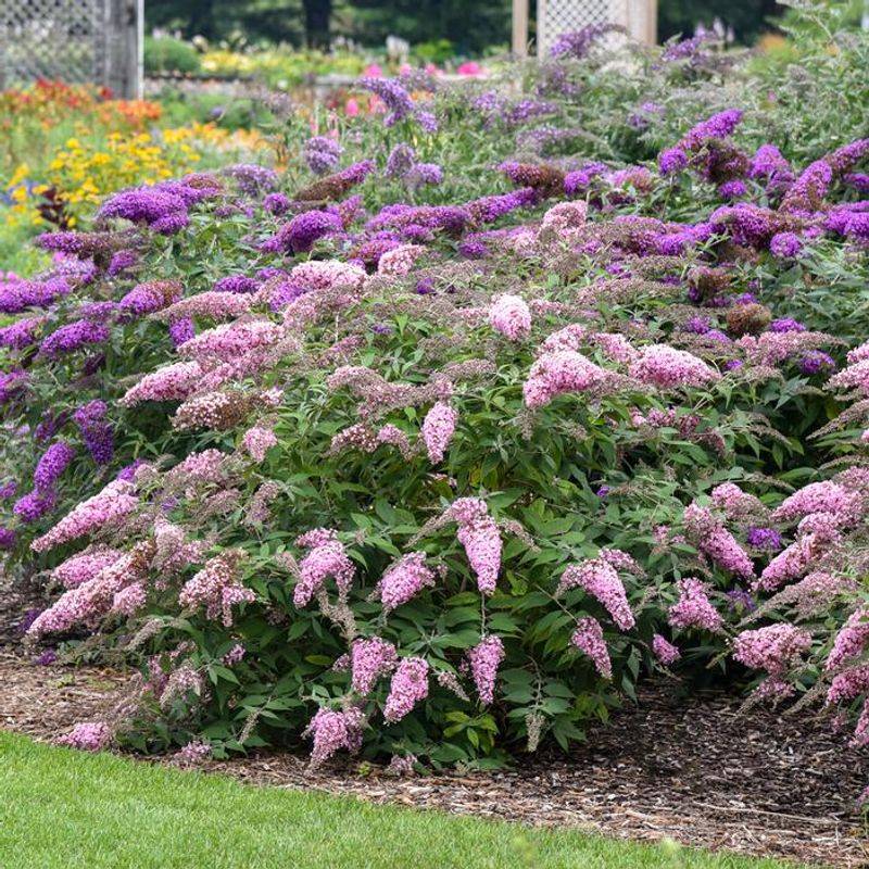 Butterfly Bush That Doesn't Always Perform As Expected