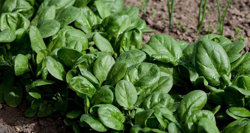 Spinach That Bolts When You Least Expect It