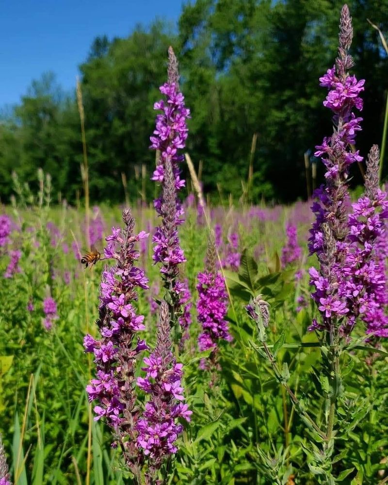 Purple Loosestrife