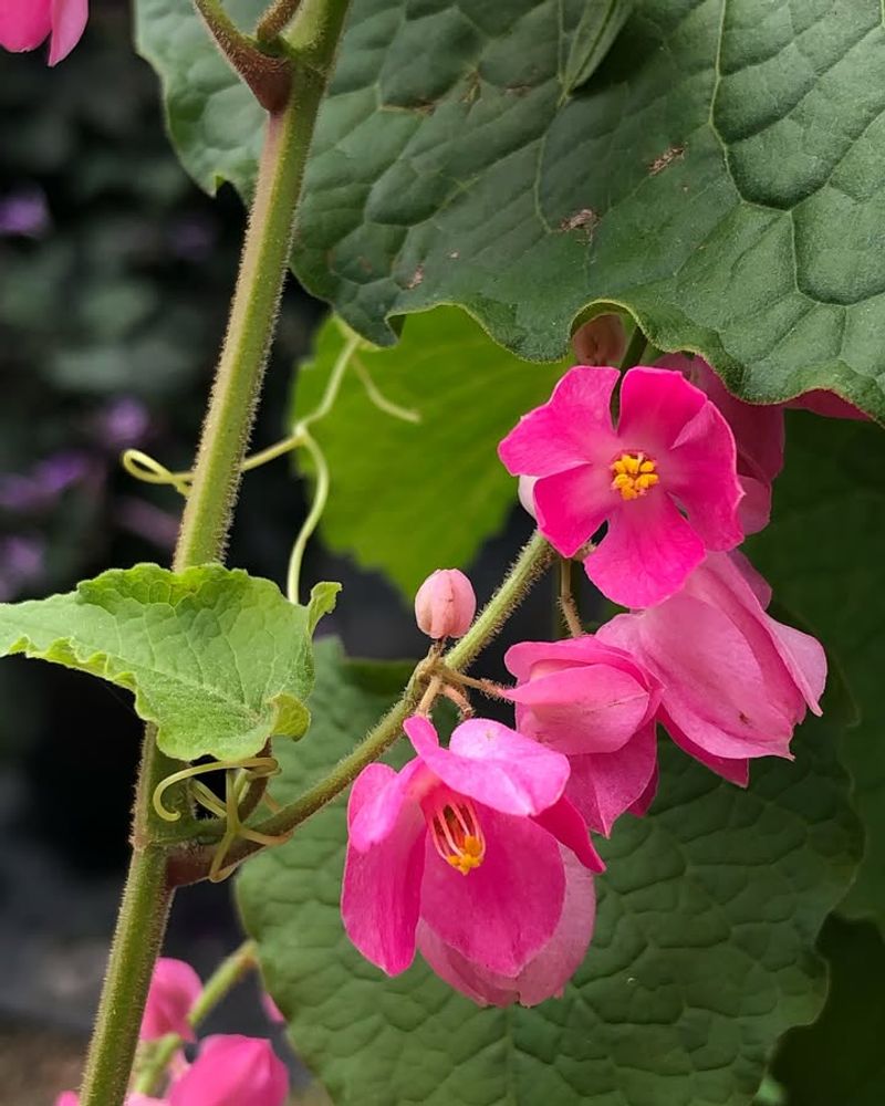 Queen's Wreath Vine Drapes Fences With Vigorous Growth